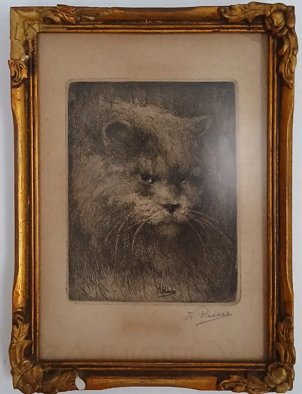 Photograph of Kattekop